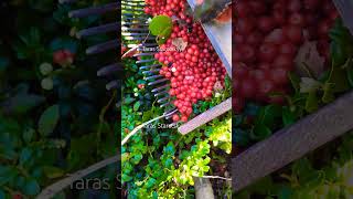 Lingonberry picking in Sweden harvesting berry cranberries lingonberry fruits [upl. by Hollis]