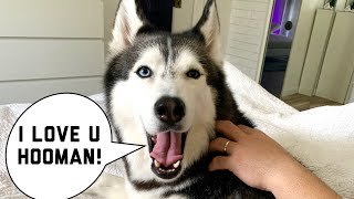 My Husky Speaks PERFECT English😱😍😭 Subtitles Compilation [upl. by Ecinev]