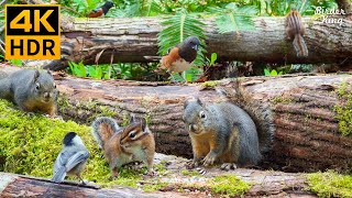 Cat TV for Cats to Watch 😺 Pretty Birds Chipmunks Squirrels in the Forest 🐿 8 Hours 4K HDR [upl. by Aisereht]