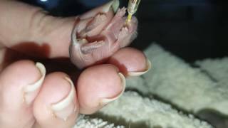 Caring for orphaned baby field volesmicerodents [upl. by Pearson865]