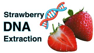 Strawberry DNA Extraction [upl. by Center]