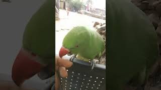 Parrot Animal Sounds Mithu parrot viralvideo mithu birds birdslover greenparrot parrotlover [upl. by Yevreh]