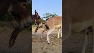 wildlife gadha funnyanimal reels youtuber [upl. by Bowrah]