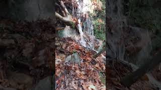 altindere vadisi 27 10 2024 doga yaşam nature turkey denizli youtubeshorts aboneolun [upl. by Ahsinav]