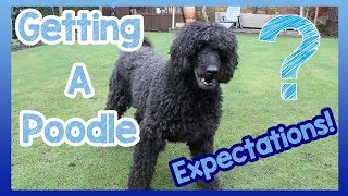 What to Expect When Getting a Poodle 6 Things to Expect When You Get a Poodle Breed Dog [upl. by Nedrob629]