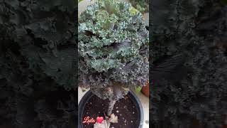 Ornamental Cabbage brassica oleracea shorts plants dubailife [upl. by Craggy]