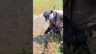 Spot super gacor mancing belut sawah [upl. by Eurd]