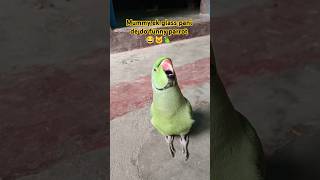 Mummy ek glass pani de do so funny😂🦜🐱😂shorts mithu parrot mummy cat catlover funnypets funny [upl. by Erdua909]