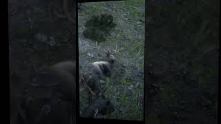 Wapiti zatrutą strzałą rdr2 arthurmorgan [upl. by Gotthard]