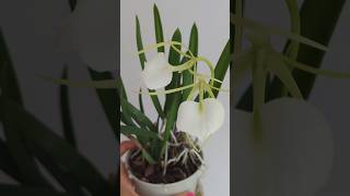 🌸 Brassavola Nodosa  Easiest to Grow Cattleya Species [upl. by Eilsek125]