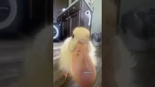 Cutest duckling sounds cuteanimals duckling cute duck shorts [upl. by Neelav108]