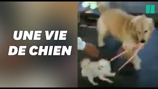 Ce chien cleptomane a tenté de voler un autre chien [upl. by Josler893]