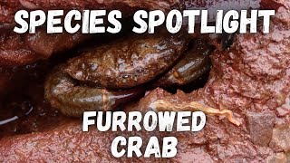 Species Spotlight  Furrowed Crab [upl. by Noami]