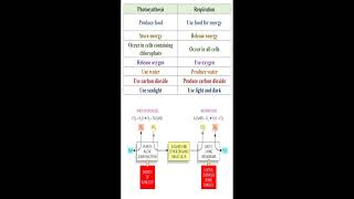 Different between Photosynthesis and Respiration geneticteacher [upl. by Nolrah746]