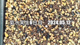 菊水実生6日目 2024 05 12 [upl. by Lowson]