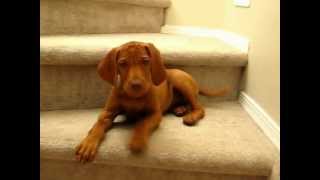 Vocal Puppy Vizsla at 10 weeks [upl. by Donnell]