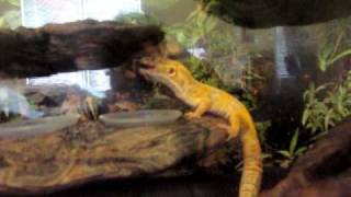 Leopard Gecko Drinking Water [upl. by Camm]