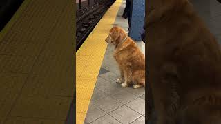 goldenretriever This Golden Retriever follows the rules and firmly refuses to cross the line [upl. by Inva600]