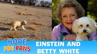 A scared homeless dog gets rescued transformed kissed by Betty White amp then youll see ❤️epic [upl. by Irina349]