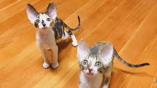 Cornish Rex Kittens Play with New Toy [upl. by Jodie]