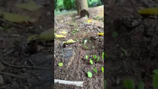 Leaf Cutter Ants working HARD ants naturelovers [upl. by Erroll]