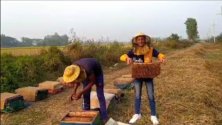 সরিষা মাঠে মধু চাষ  Honey Bee Farming In BangladeshBoguraSSRFAMILYVLOGS [upl. by Odine]