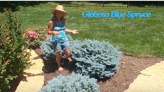 Globosa Blue Spruce plant of the week [upl. by Belldas]