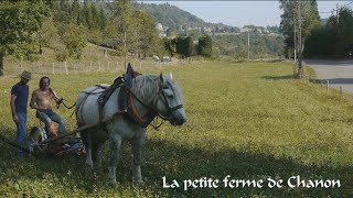 essai dune faucheuse à cheval [upl. by Leicam]