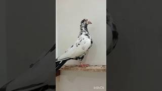 Tippler pigeon pigeon biswaspigeon shot viralvideo pigeonpigeon [upl. by Hersch]