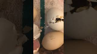 Eggs hatching time lapse [upl. by Cir]