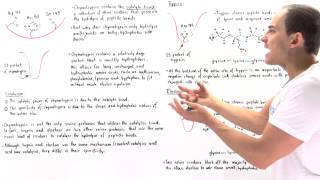 Specificity of Serine Proteases Chymotrypsin Trypsin and Elastase [upl. by Augustine558]