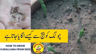 How to Grow Caralluma from seed Growing caralluma from seed [upl. by Nitneuq]