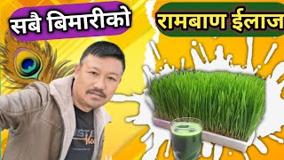 Why is wheat grass juice beneficial to drink [upl. by Clayborn16]