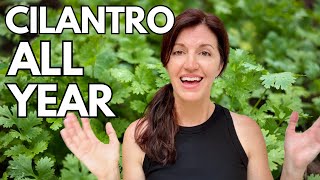 Growing Cilantro amp How to Keep it Growing Year Round [upl. by Hctim]