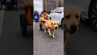 Dog chauffeur 🐕New Viral Gadgets Smart Appliances Kitchen Utensils Home Inventions [upl. by Adnahs]