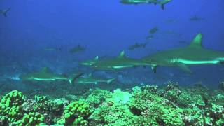 Tuamotus Fakarava diving Sharks Wall [upl. by Giuliana]