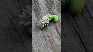 Tobacco Hornworm and Braconid Wasp Cocoons eating my pet worm [upl. by Simsar671]