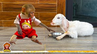 Smart monkey YiYi harvest tomatoes to takes care of sick BeBe goat [upl. by Ute]