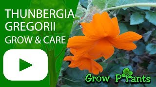 Thunbergia gregorii  Orange Clock Vine  growing and care [upl. by Airdnat684]