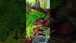 Future bioactive dartfrog enclosure fully planted and getting acclimated vivarium plants green [upl. by Ojiram]