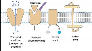 Membranen en transport actief passief transport [upl. by Nynnahs]