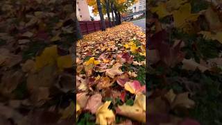 O meri Laila  shorts youtubeshorts trending viralvideo autumn reels [upl. by Anana139]