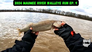 Maumee River Walleye Run 2024 Ep 9  Cold Weather Walleye Fishing [upl. by Novyat]