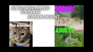 How To Breed Peppered Corydoras [upl. by Nylinnej120]