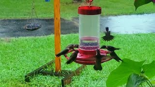 How To Properly Sterilize and Clean Hummingbird Feeders nature birds birdwatching [upl. by Bacon]