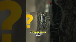 Amazing Woodpecker Facts 20 Pecks Per Second [upl. by Kciregor269]