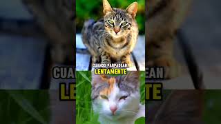 El lenguaje secreto de los gatos a través de sus ojos 👁🐱 gatos lenguajefelino [upl. by Nesta411]