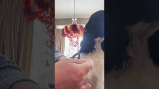 Cleaning My Dogs Teeth With HICC PET Oral Care Spray Cole The English Springer Spaniel shorts [upl. by Aihcsrop118]