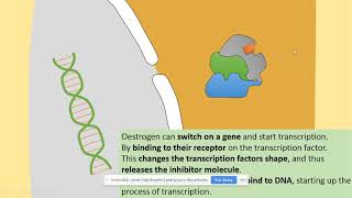 3822 Regulation of transcription and translation AQA A level biology [upl. by Ilagam]