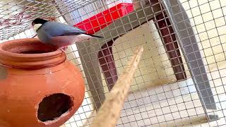 Java Finches  zebra Finches  Australian Finches  Finches Sound  Finches Bird [upl. by Olga]